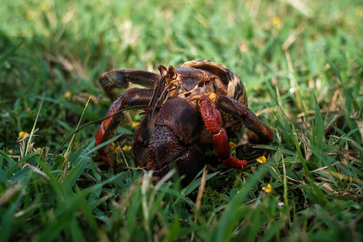 Soldier crab